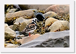 karikukko turnstone  9672 * 1312 x 875 * (930KB)